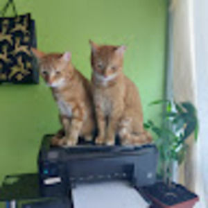 Meet your Posher, Dion